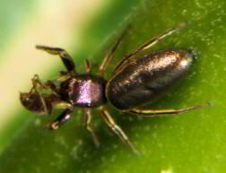 Jumping Spider Tutelina