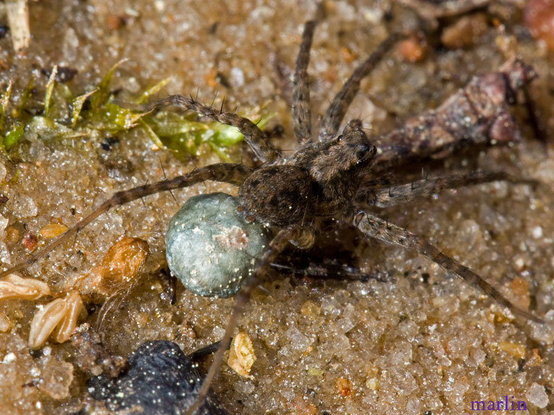 Female Wolf Spider Carries her egg sac by her spinneretes