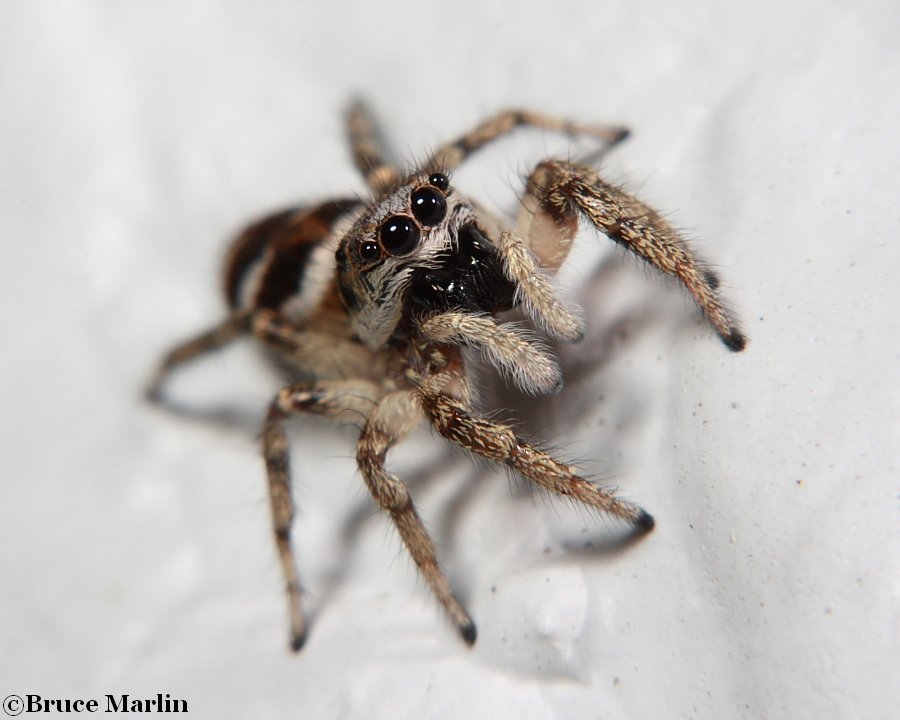 Zebra Jumping Spider