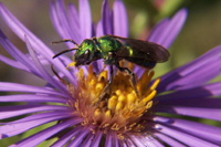 Sweat Bee