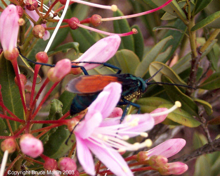 Tarantula Hawk Wasp