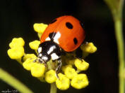 Seven-spotted Ladybug