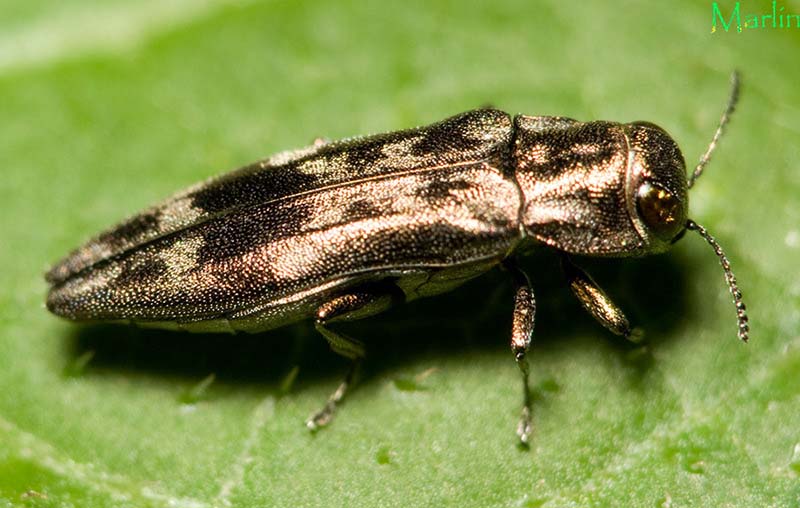 Hackberry  Celtis occidentalis  North American Insects & Spiders