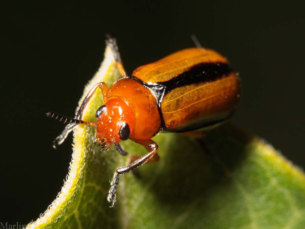 Clay-colored Leaf Beetle