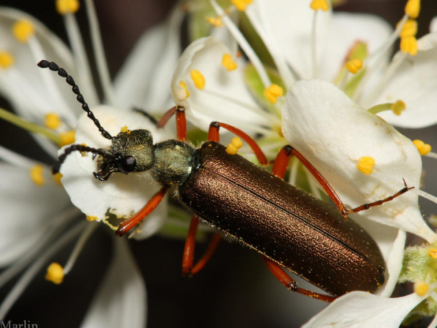 Blister Beetle - Lytta aenea