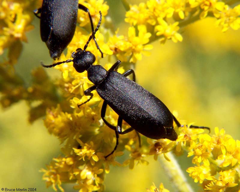 Black Blister Beetle - Epicauta pennsylvanica