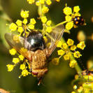 Wild parsnip: Pastinaca sativa