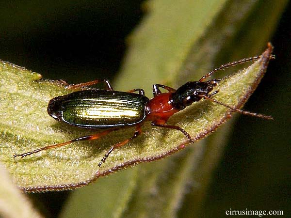 Ground Beetle - Calleida punctata