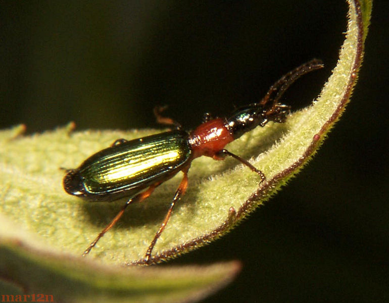 Ground Beetle