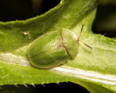 Green Tortoise Beetle 