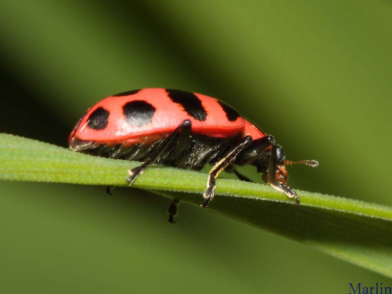 Pink-spotted Lady Beetle - Coleomegilla maculata