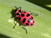 pink-spotted ladybug