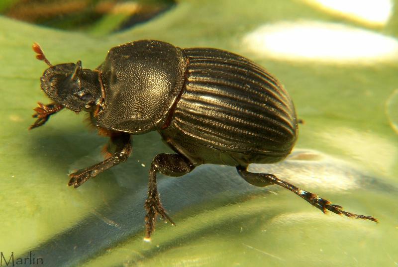 Dung Beetle - Copris fricator