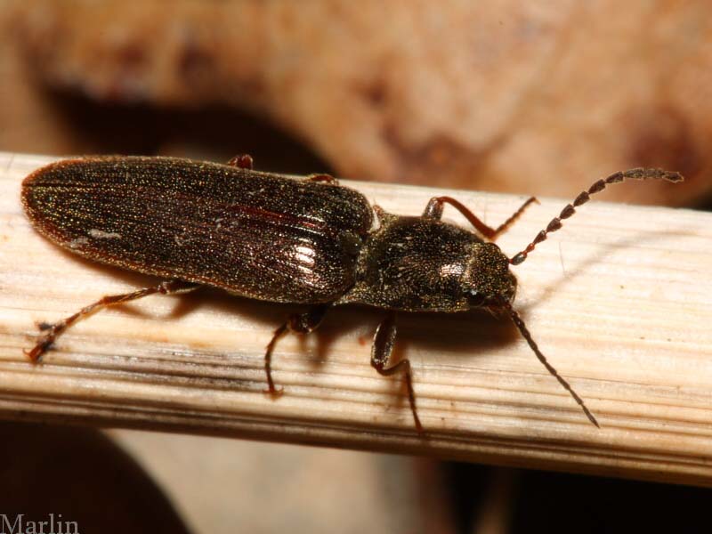Click Beetle - Ctenicera cylindriformis