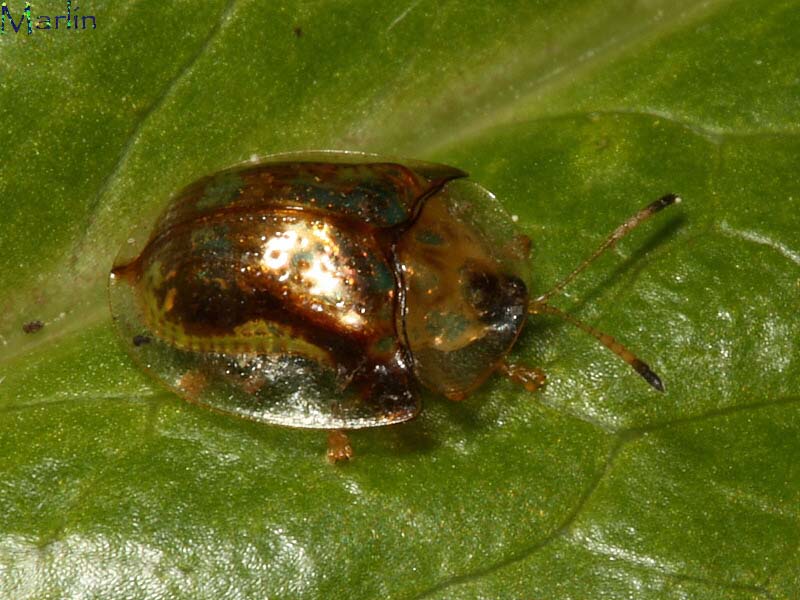 Deloyala guttata (Mottled Tortoise Beetle)