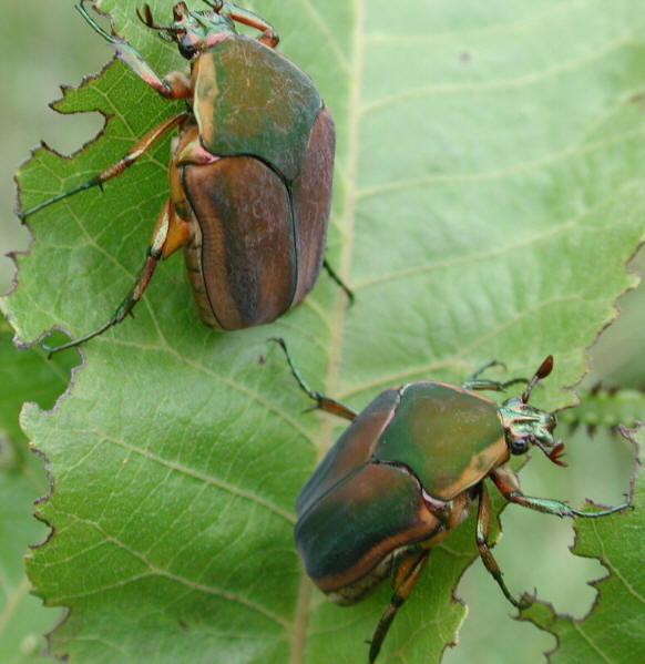 Green June Beetle