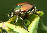 Japanese Beetle