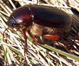 June Beetle