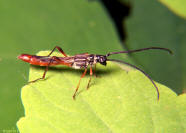 Longhorned Beetle 