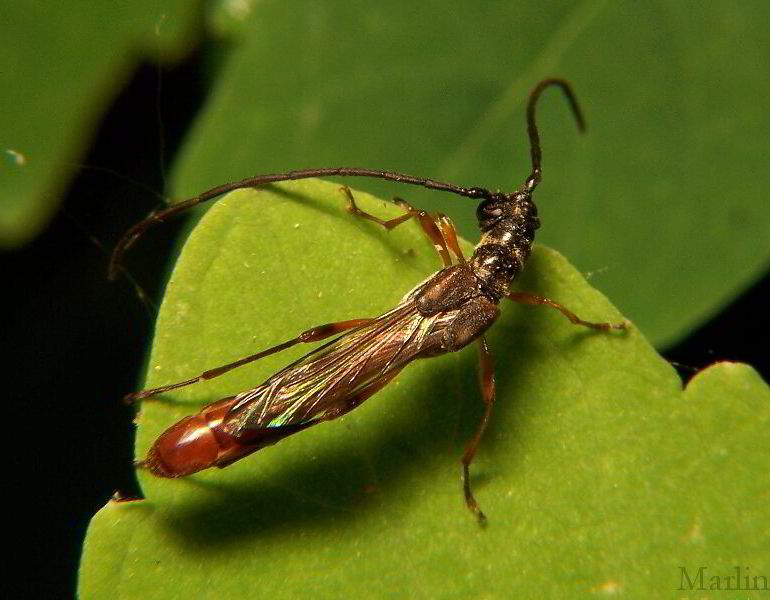 Longhorn Beetle - Necydalis melita