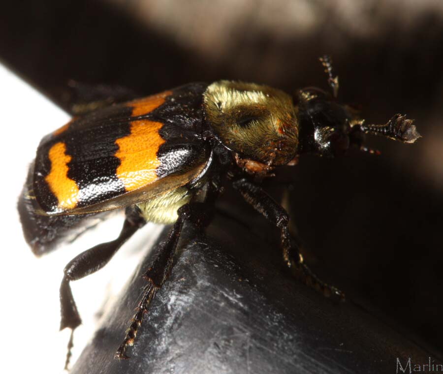 Sexton Beetle - Nicrophorus tomentosus
