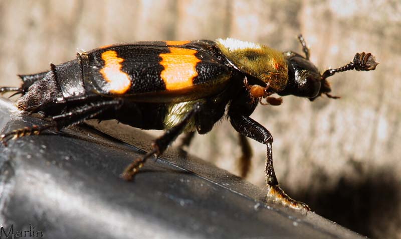 Sexton Beetle - Nicrophorus tomentosus