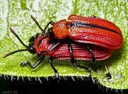 Leaf Beetle