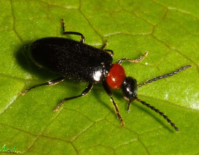 Fire-colored Beetle - Pedilus lugubris