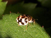 Mildew eating ladybug image