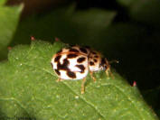 Mildew-eating ladybird