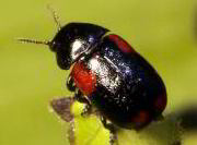 Casebearer Leaf Beetle