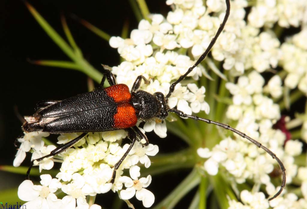 Red-shouldered pine borer Beetle - Stictoleptura canadensis
