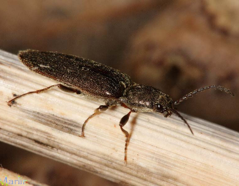 Click Beetle - Sylvanelater cylindriformis
