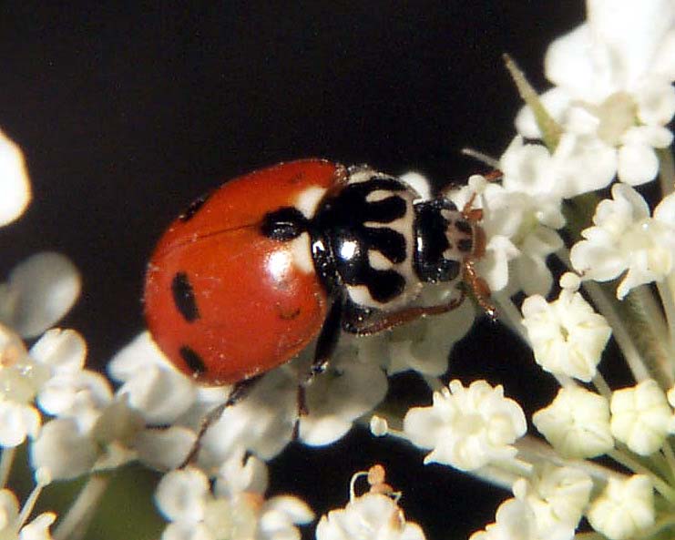 Variegated Lady Beetle - Hippodamia variegata