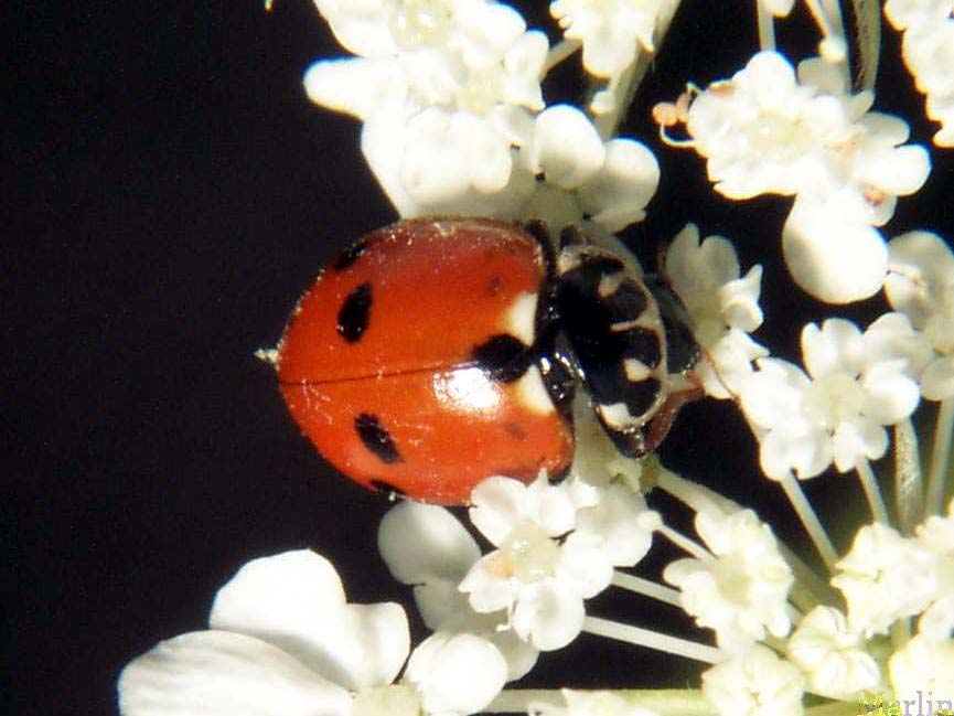 Variegated Lady Beetle - Hippodamia variegata