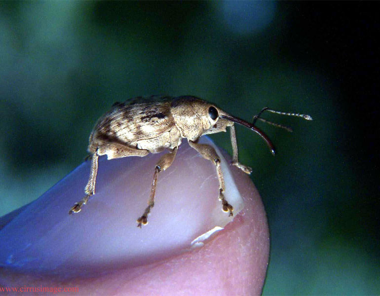 Acorn weevil curculio sp north american insects spiders
