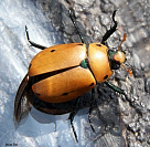 Grapevine Beetle