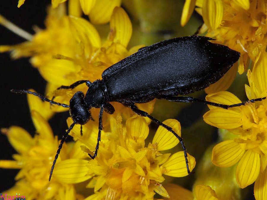 Black Blister Beetle Dorsal