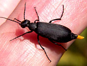 Black Blister Beetle