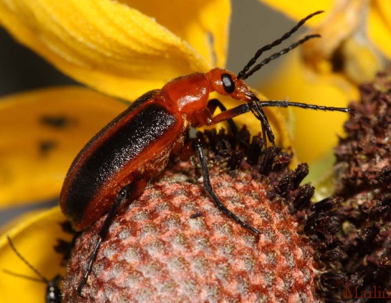 Orange Beetle