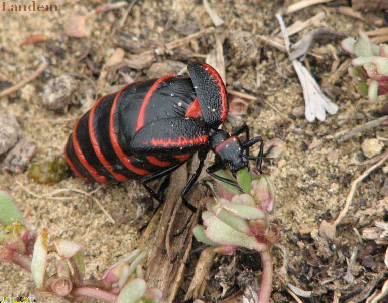 Blister Beetle - Megetra sp.