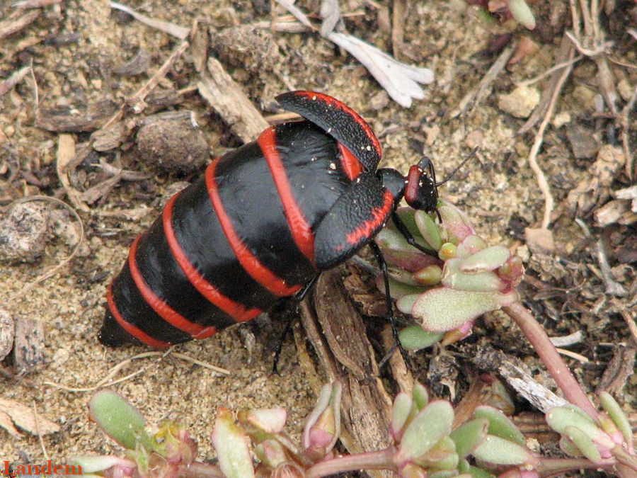 Blister Beetle - Megetra sp.