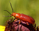 Orange Blister Beetle