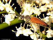 Longhorn Flower Beetle