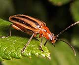 Flower Longhorn