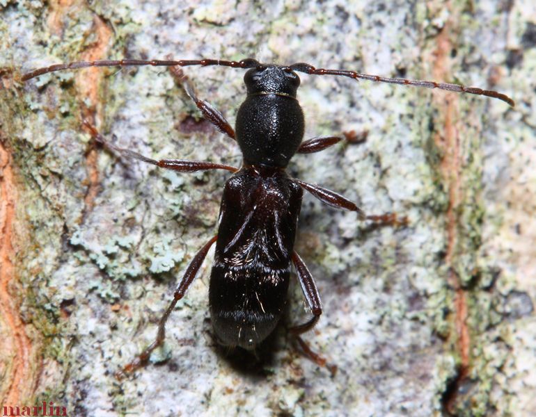 Longhorned Beetle - Cyrtophorus verrucosus