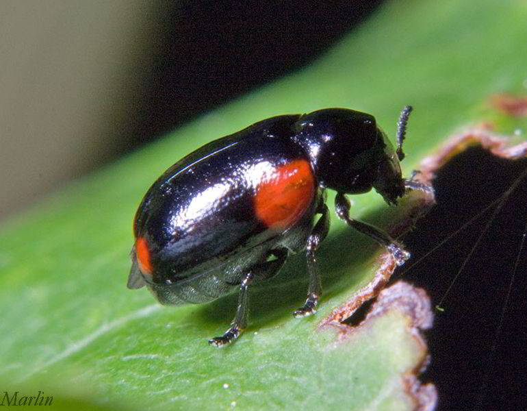Casebearing Leaf Beetle