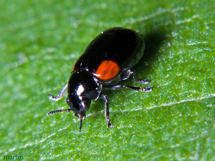 Casebearing Leaf Beetle