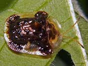 Clavate Tortoise Beetle