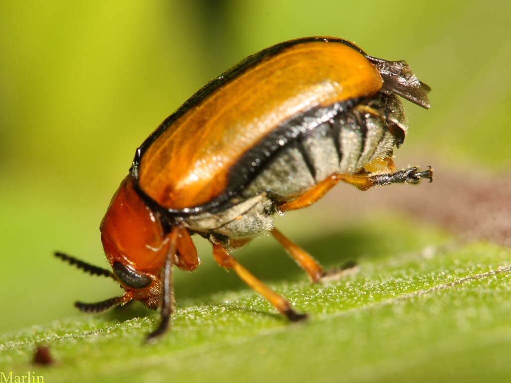 Clay-colored Leaf Beetle